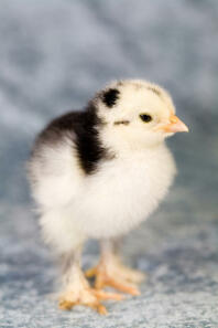 chick