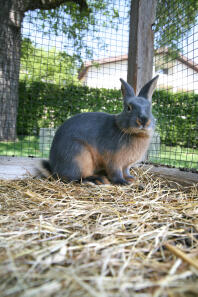 A rabbit standing on some hay in their cage