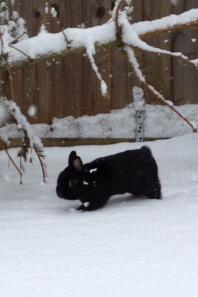 George, he had a bit of fun in the snow before being called in, he did however love digging the snow up a shopping around very fast! 