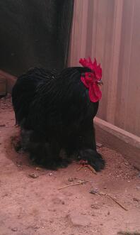 cochin rooster