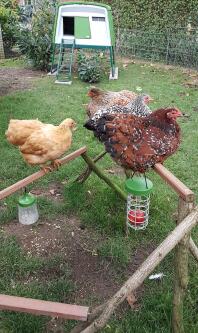 Chickens perching with Omlet Caddi treat holder and peck toys with green Eglu Cube large chicken coop in background