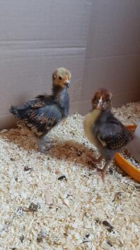 Vorwerk and Barnevelder Chicks