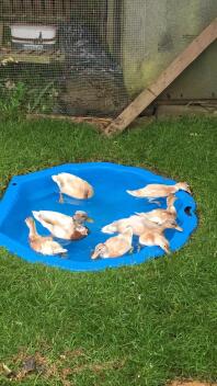 Mum, dad and babies, enjoying the sun