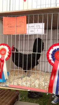 Black Hamburgh bantam