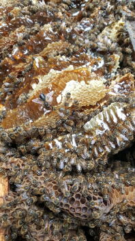 in side abandoned bee hive.