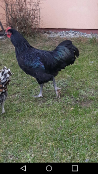 Chickens in garden