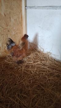 Silky silk rooster