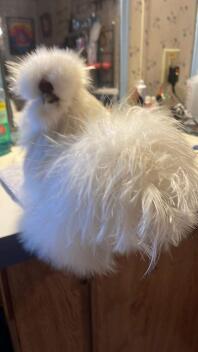I said brush the tail! lady.