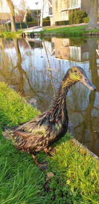 Cayuga duck in the sunlight near water