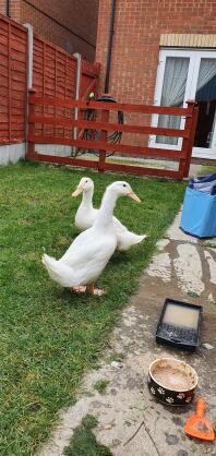 My ducks 7 weeks old