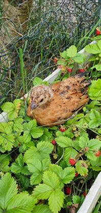 Chicken in strawberry patch