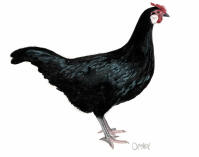 Hamburgh (or Holland Fowl)