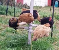 Siblings on the pole system