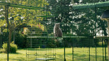 Cat sitting inside a custom outdoor walkway