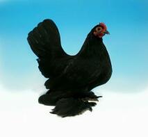 Black Booted Bantam Pullet - Owned by Dikki Boden