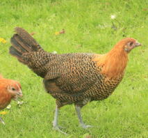 golden campine hen at 14 wks