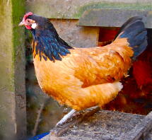 Vorwerk hen