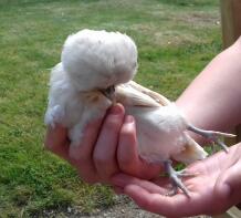 Poland Chick 6 weeks