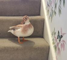 Climbing the stairs!