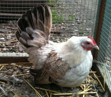 Japanese bantam chicken sitting in run