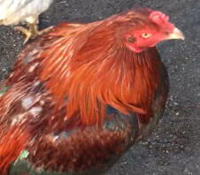 Black Breasted Red Asil Rooster