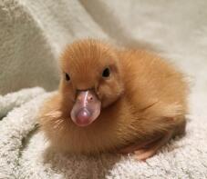 Duckling