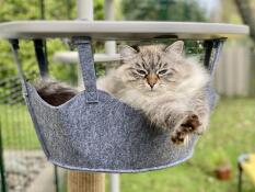 Hanging basket enjoyment