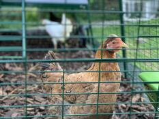 My girls the bronte sisters. charlotte, emily and anne enjoying their new home.