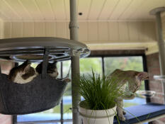 Love is..sharing a safe hanging basket together.