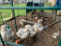 4 brahma chicks on a perch (and one on the floor) - a better photo than the last?!