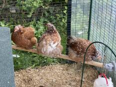 Three chickens on their perch
