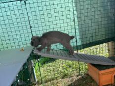 I've raised the slope so that the baby rabbit can climb up. she loves it!