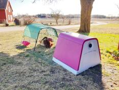 Omlet purple Eglu Go plastic chicken coop and run with chickens in garden