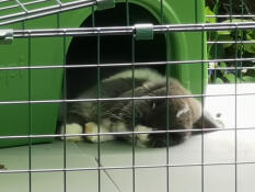 Wednesday loves to chill in her shelter