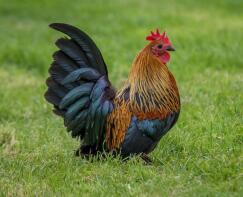 Gold Birchen Booted Bantam at Chartley Chucks