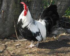 Dorking cockerel