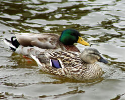 Mallard Ducks