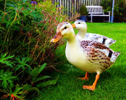 Scoop and Lady GaGa enjoying the garden