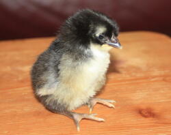 one day old la fleche chick