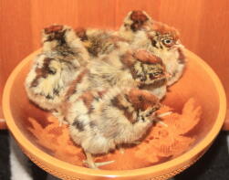 golden campine chicks