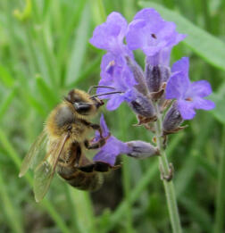 Honeybee on Lavender