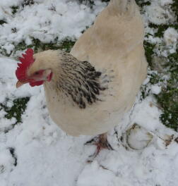 Barbara in the snow