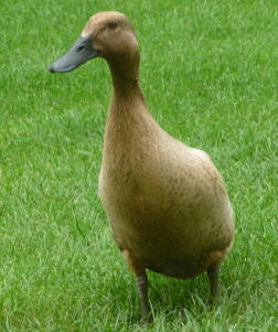 Indian Runner Ducks