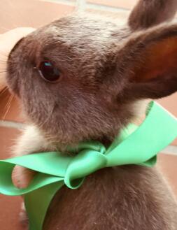 A rabbit with a green ribbon around its neck.