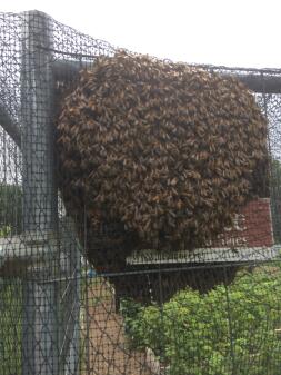 A swarm