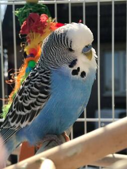 Bubbles the budgie enjoying sunshine 