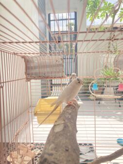 Budgie pair enjoying sri lankas sunny morning