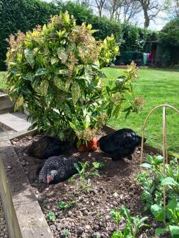 The girls enjoy a daily dust bath in my flower bed! 