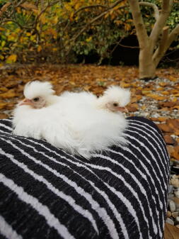 Rare pure bred minature Siamese Silkies