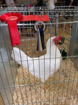 White Leghorn hen does well